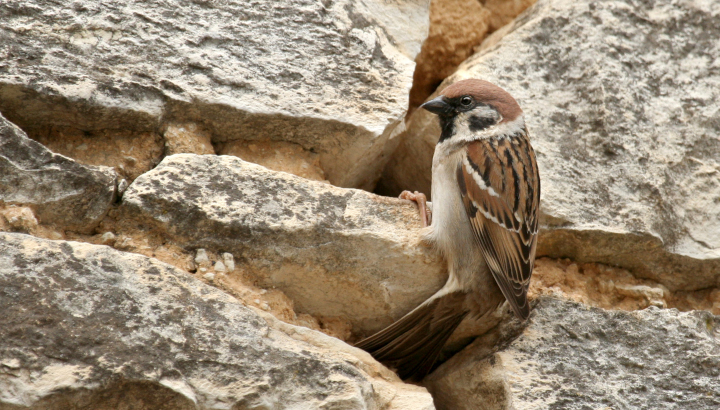 Balade biodiversité et bâti
